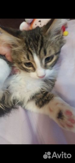 Котёнок Ириска