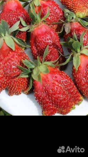 Клубника саженцы Купчиха, Азия