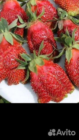 Клубника саженцы Купчиха, Азия