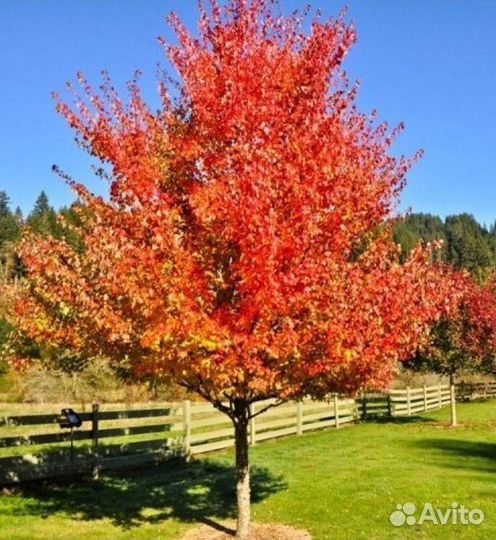 Саженцы Клен красный Summer Red (Саммер Ред) опто