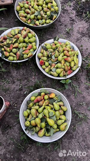 Груша(лесная красавица)