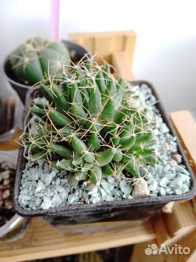 Кактусы маммиллярия