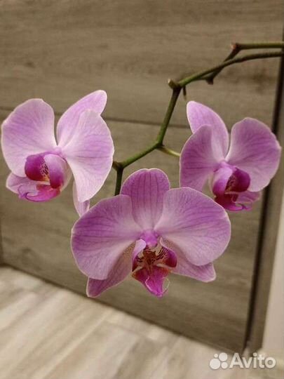 Орхидея фаленопсис