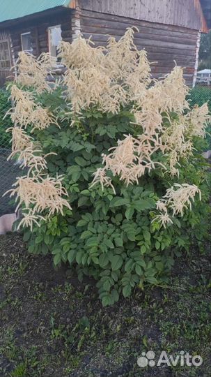 Спирея рябиноносная