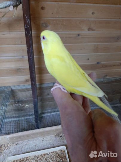 Волнистый попугай