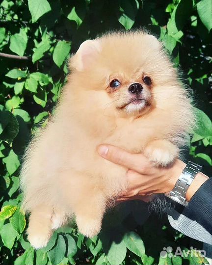 Шпиц Мерле с голубыми глазами