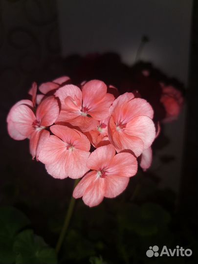 Цветы домашние в горшках