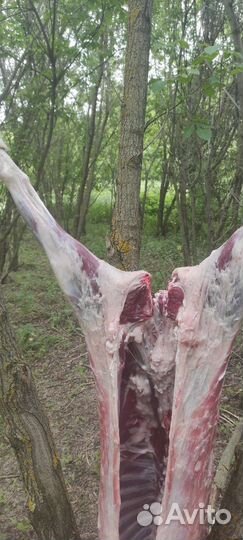 Мясо козлятина