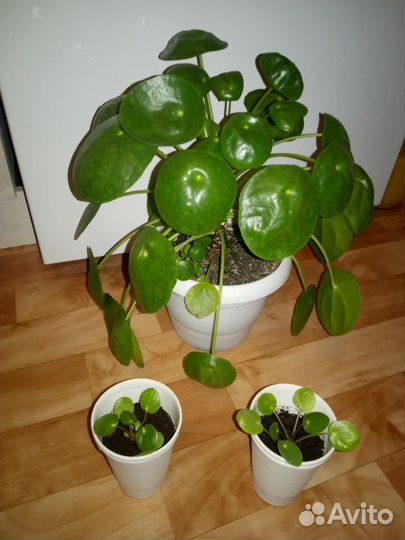 Пилея пеперомиевидная