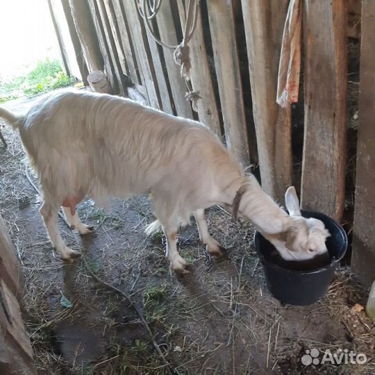 Коза дойная зааненская 2йокот