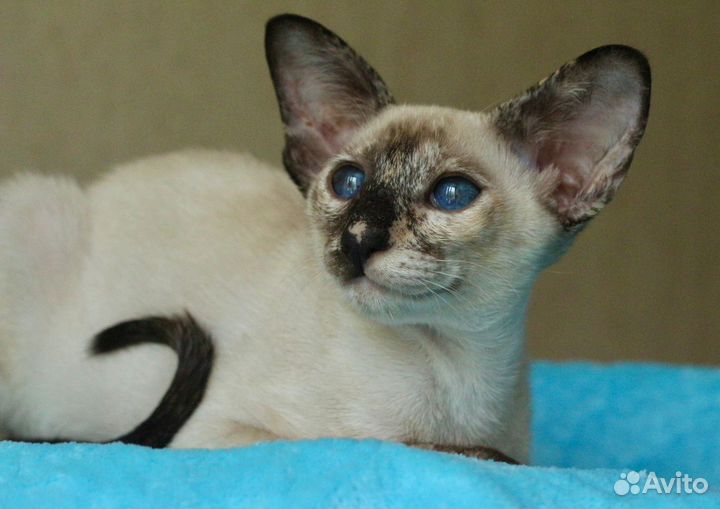 Ориентальные котята