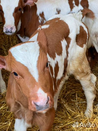 Телята с доставкой до двора за наш счёт