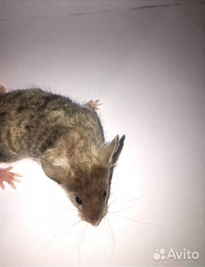 Мышки сатиновые тексель