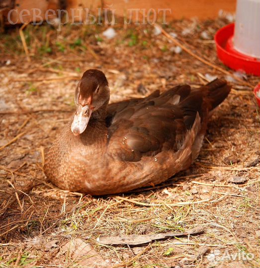 Тяжёлая линия Индоутки утята разные окрасы