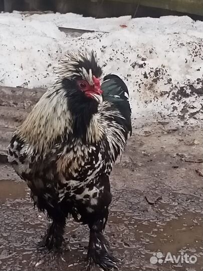 Петушки молодые