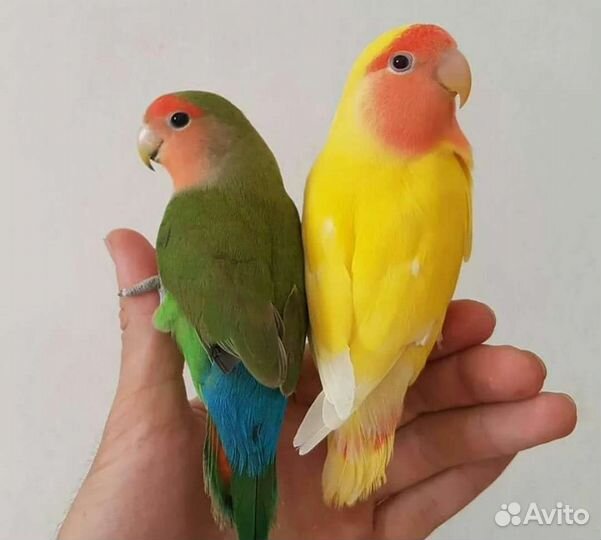 Попугай корелла и неразлучники