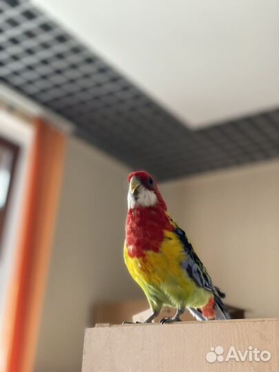 Орнитолог выезд на дом 24/7