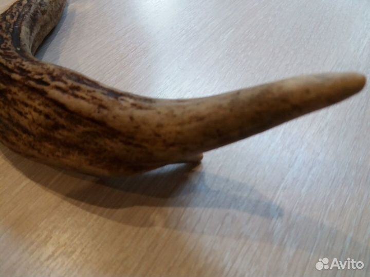 Рога для поделок