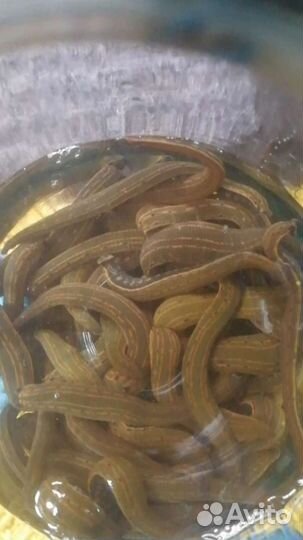 Пиявки медицинские