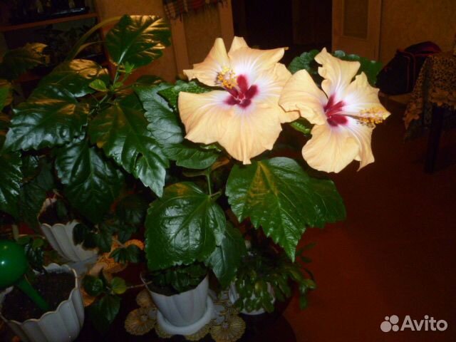 Горшок для цветов