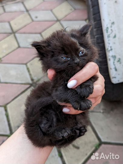 Котёнок ищет дом