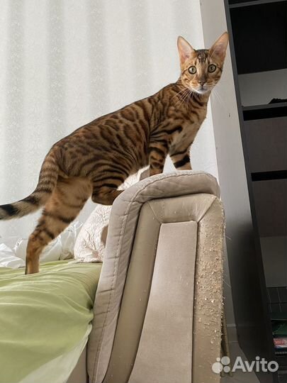 Бенгальский кот