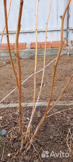 Кусты малины