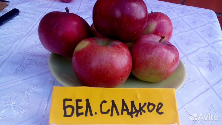 Саженцы яблонь