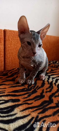 Кошка донской сфинкс