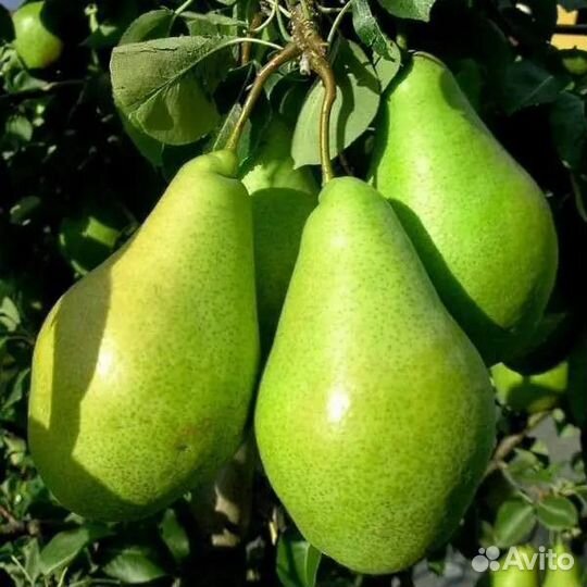 Саженцы груши Киффер