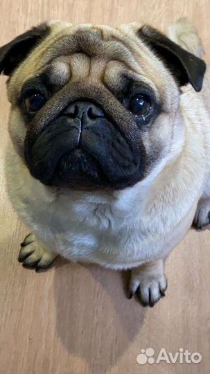 Мопсик вязка