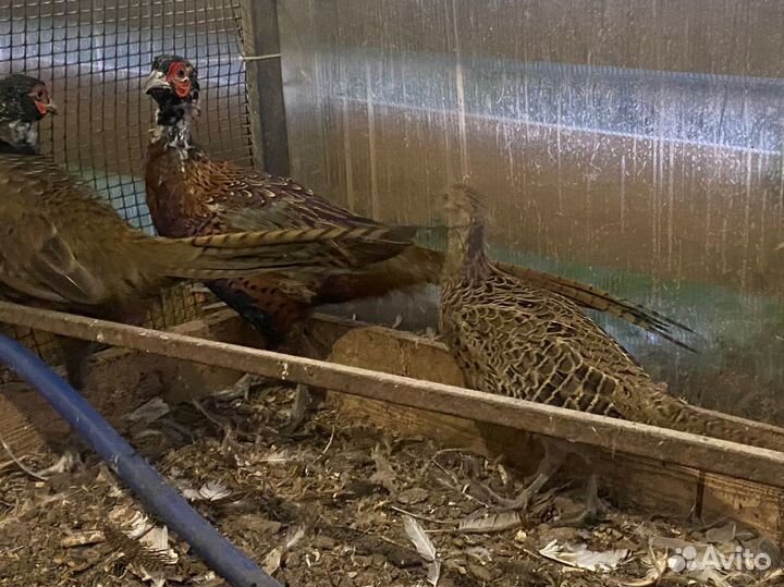 Пара охотничьих фазанов