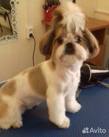 Стрижка собак и кошек