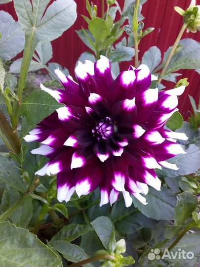 Георгины, Хоста