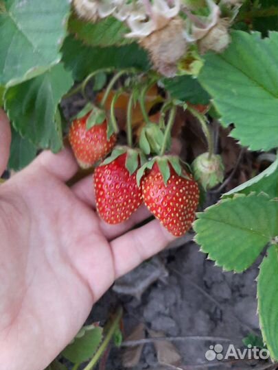 Саженцы клубники