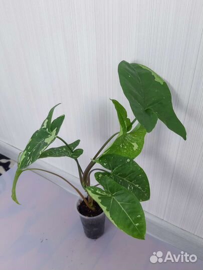 Сингониумы сортовые-3