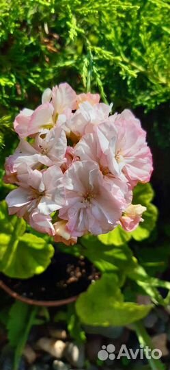 Пеларгония герань