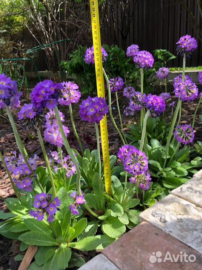 Флокс,примула, камнеломка, астранция, бадан, хоста