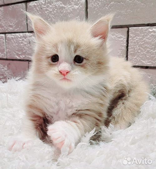 Котята мейн-кун