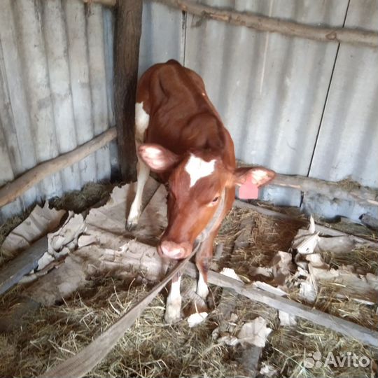 Телка 4 месяца