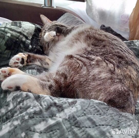 Кошка в дар бесплатно