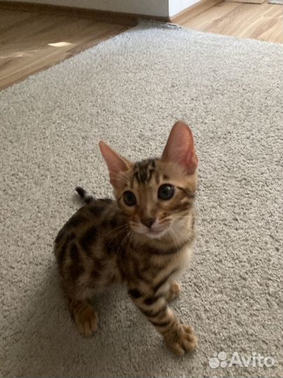 Бенгальские котята