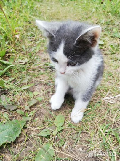 Котенок
