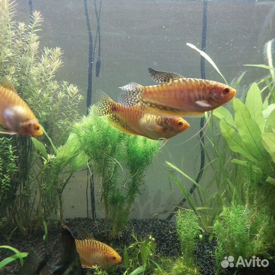 Гурами золотой