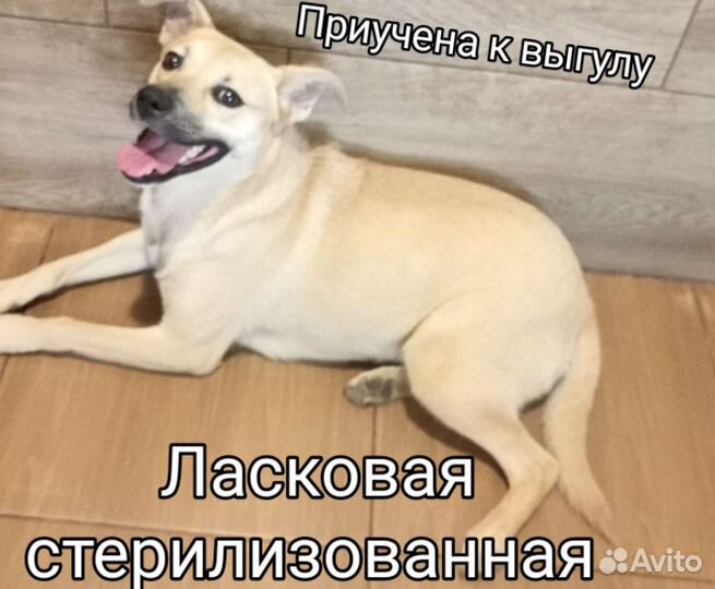 Маленькая стерильная приучена к выгулу