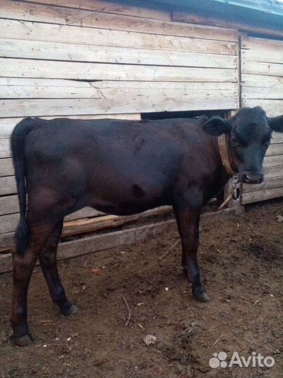 Телята телочки