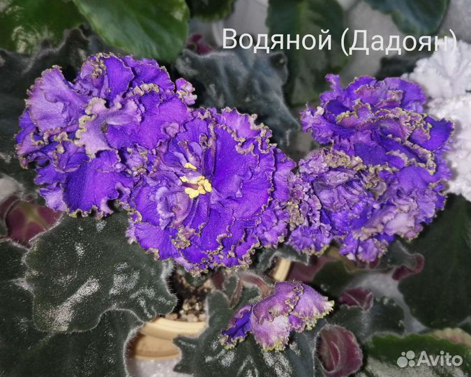 Сортовые фиалки