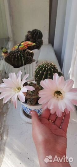 Кактус цветущий