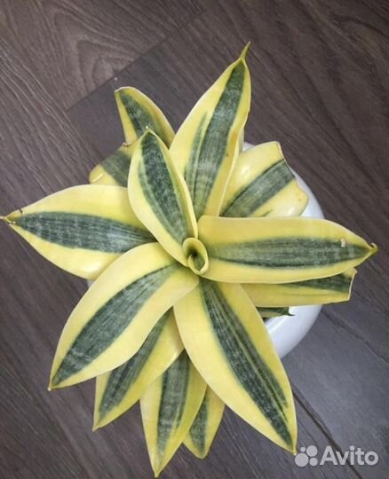 Сансевиерия сортовая