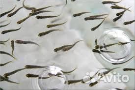 Малек Африканского Сома